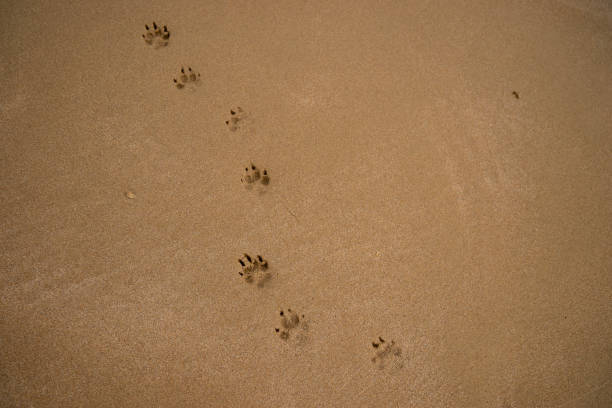 footprints of a small dog tracks on wet sand beach with copy space for text stock photo