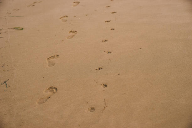 istock bare footprints of human and a small dog walked on wet sand beach 987257334