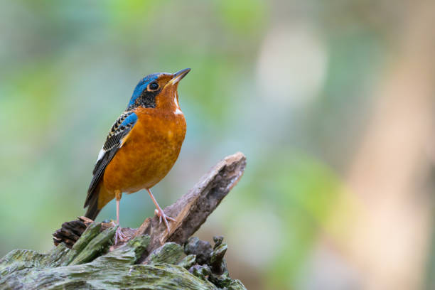 White throated rock thrush male bird perching on log looking upward with natural blurred background, front view.