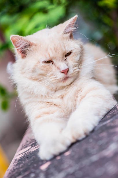 gatto persiano, animale e animale domestico incantevoli in giardino - discerning foto e immagini stock