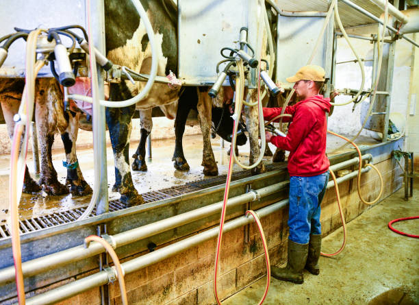 istock Working American Dairy Farmer Prepares Milking Stations for Cows 987269394