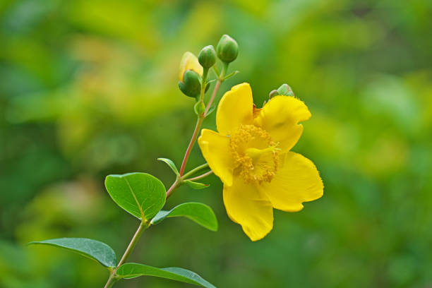 istock Flower of the Hypericum patulum 987275242