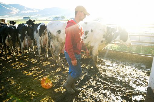 This is a horizontal, color photograph of a young American farmer working in the morning with cows on a dairy farm. The morning sun casts a lens flare across the muddy pen filled with cows as he leads them toward the milking pen.