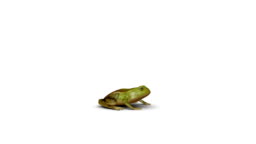 Frog Jump Animation Stock Video - Download Video Clip Now - Frog, Jumping,  Animal - iStock