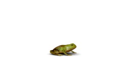 Frog Jump Animation Stock Video - Download Video Clip Now - Frog, Jumping, Animal - iStock Frog Jump Animation Stock Video - Download Video Clip Now - Frog, Jumping, Animal - iStock