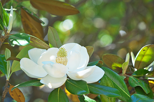 Flower of the Magnolia grandiflora