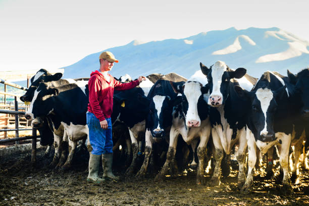 istock Millennial Dairy Farmer Working with Cows on Utah Dairy Farm 987289076