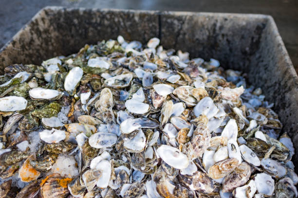 istock Empty half shells  - pile of shucked oysters - conservation - comsumption - waste 987290106