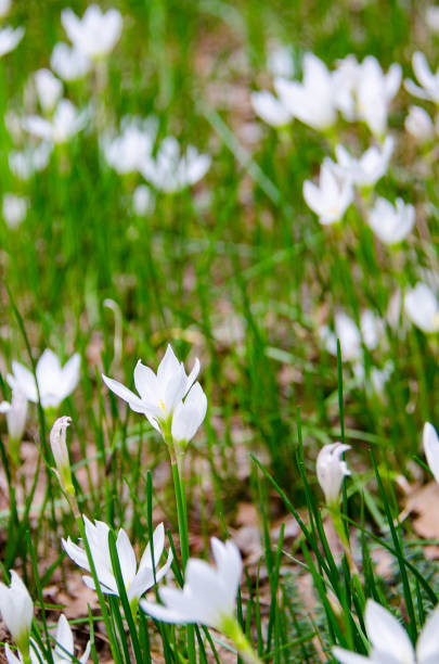 istock field of white flowers 987290238