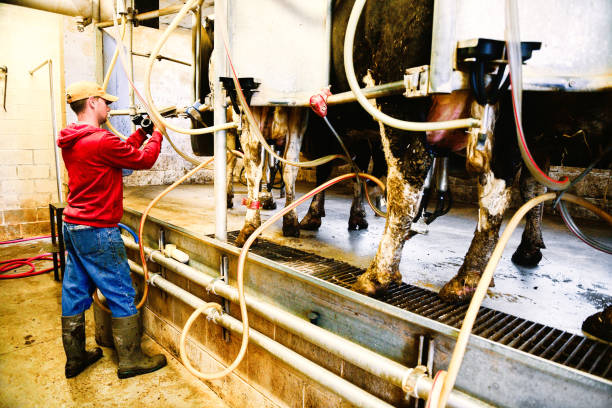istock Working American Dairy Farmer Prepares Milking Stations for Cows 987293206
