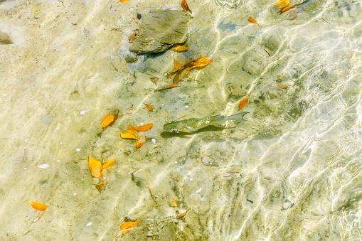 Fish swimming in shallows on Queensland Australia coastline
