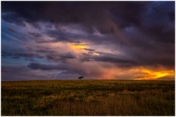 Tree A lone tree in a field with a storm moving in Colorado Springs, Colorado lone-tree-in-storm stock pictures, royalty-free photos & images