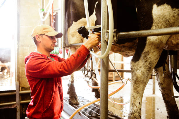 istock Working American Dairy Farmer Prepares Milking Stations for Cows 987293952