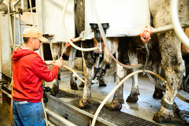 istock Working American Dairy Farmer Prepares Milking Stations for Cows 987297506