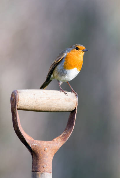 Robin perching on a garden spade stock photo