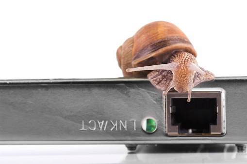 Snail on lan card isolated on white