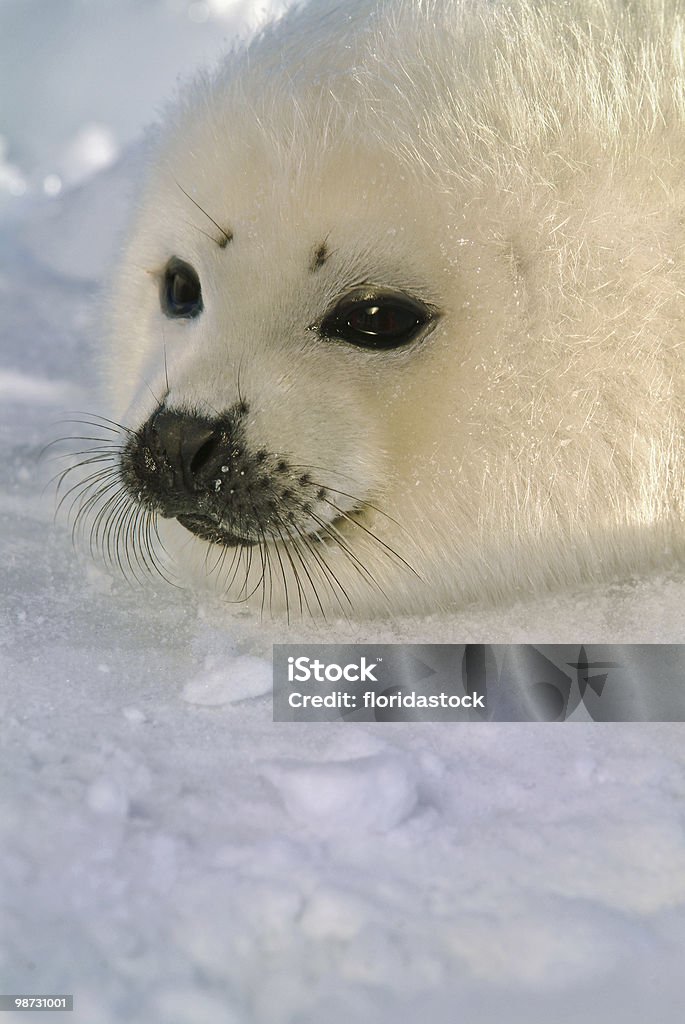 Bebé arpa cría de foca sobre hielo - Foto de stock de Cría de foca libre de derechos