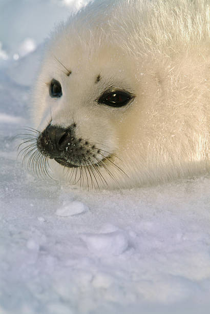 istock baby harp seal pup on ice 98731001