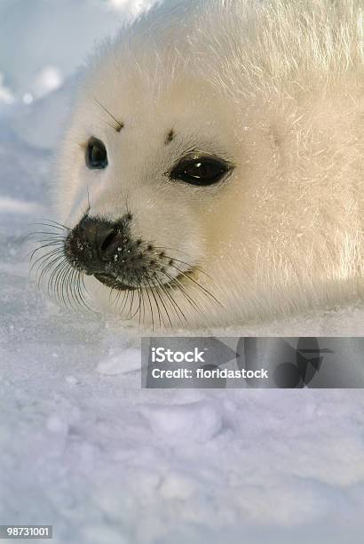 Foto de Bebê Harp Filhote De Foca No Gelo e mais fotos de stock de Filhote de foca - Filhote de foca, Neve, Animal