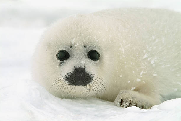 baby harp seal pup on ice in north atlantic  seal pup stock pictures, royalty-free photos & images