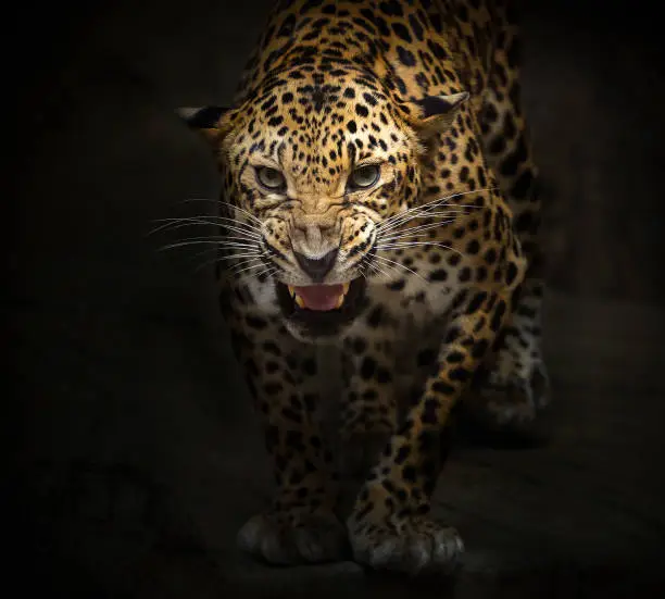 Photo of Leopard is roaring.