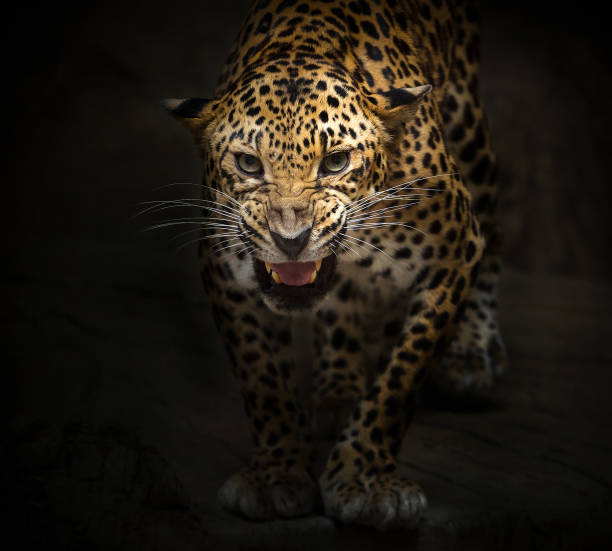 leopard está rugindo. - tiger roaring danger power - fotografias e filmes do acervo