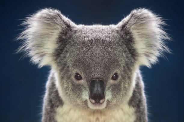 An adorable and soft baby koala (Phascolarctos cinereus) clings to the trunk of a eucalyptus tree in a lush rainforest, surrounded by green foliage