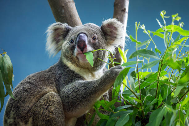 Koala is eating eucalyptus leaves. stock photo