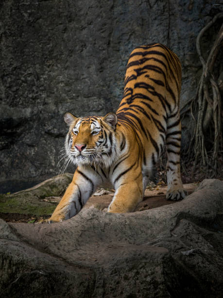 istock The action of the tiger. 987312398
