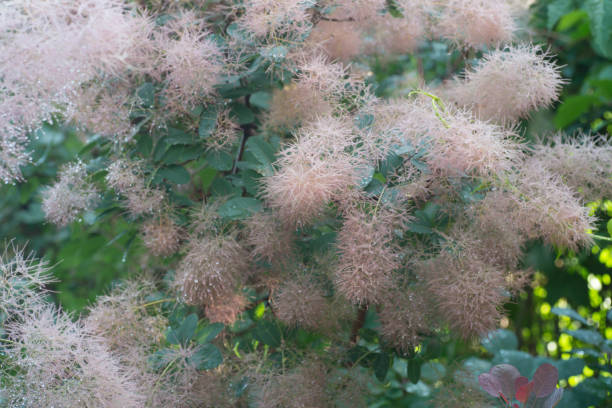 European smoketree (Cotinus coggygria) flowers macro European smoketree (Cotinus coggygria) flowers macro with water drops smoke bush blooming stock pictures, royalty-free photos & images