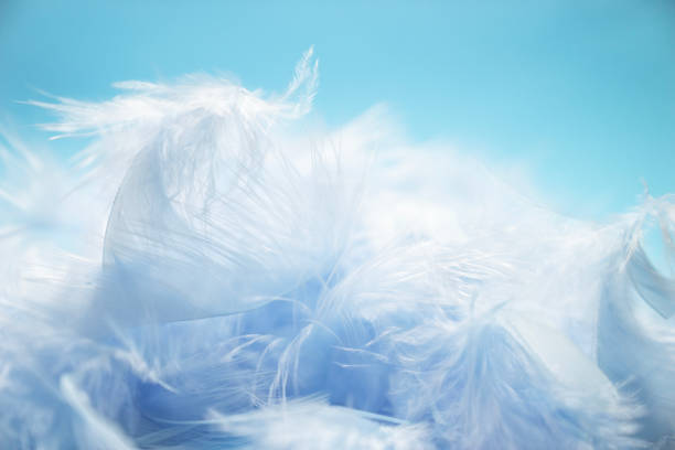 istock soft and blur style selective focus Pastel blue turquoise colored of chicken feathers on blue background, copy space 987315222