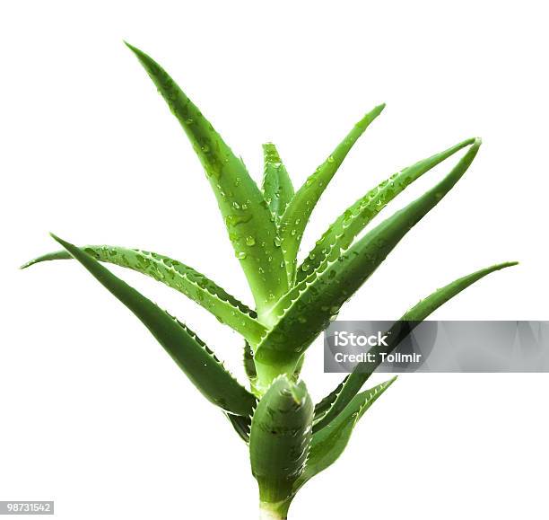 Aloe Vera Stock Photo - Download Image Now - Aloe, Body Care, Cactus