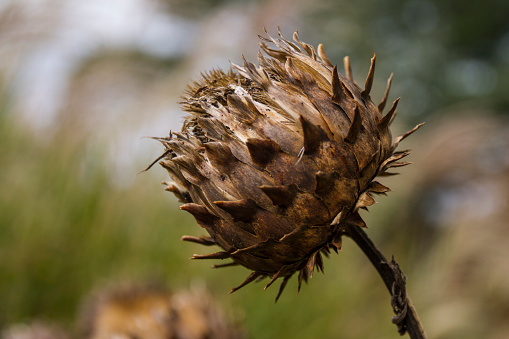 A dried flower head in winter, possibly a thistle of some sort. I have no idea.