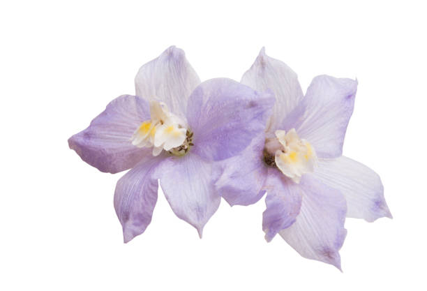 istock delphinium flowers isolated 987316294
