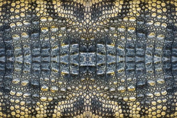 istock Colorful patterns of crocodile skin. 987316666