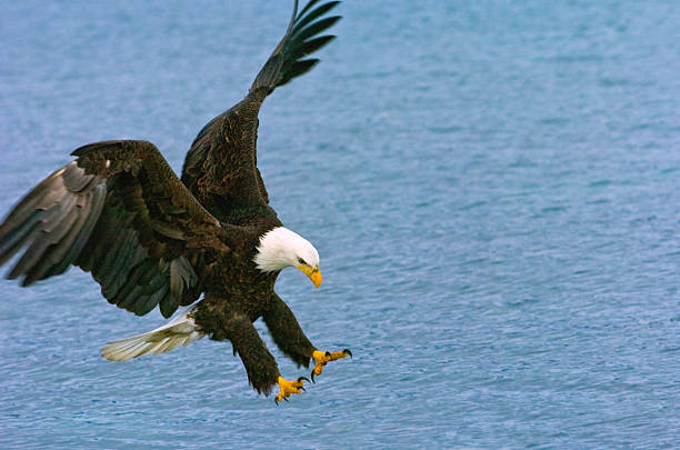 Adult bald eagle on the ground sitting on a hillside looking around