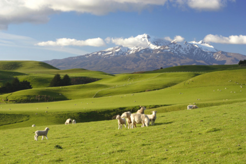 A flock of sheep resting at Campo Imperatore,  the largest plateau of Apennine ridge, in the Gran Sasso and Laga Mountains National Park, in Abruzzo, Italy.  In the background the Corno Grande Peak, the highest of the Apennines.