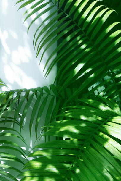 palm leaves and shadows on a white wall background.