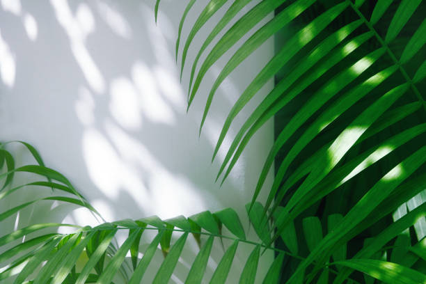 istock palm leaves and shadows on a white wall background. 987320306
