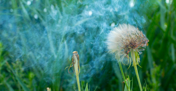 Burning big dandelion dandelion. Growing in a meadow