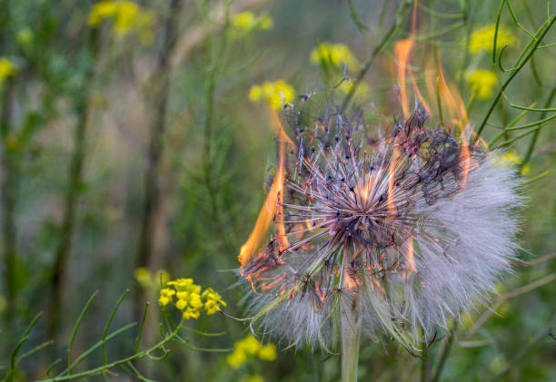 istock Burning big dandelion dandelion. Growing in a meadow 987321300