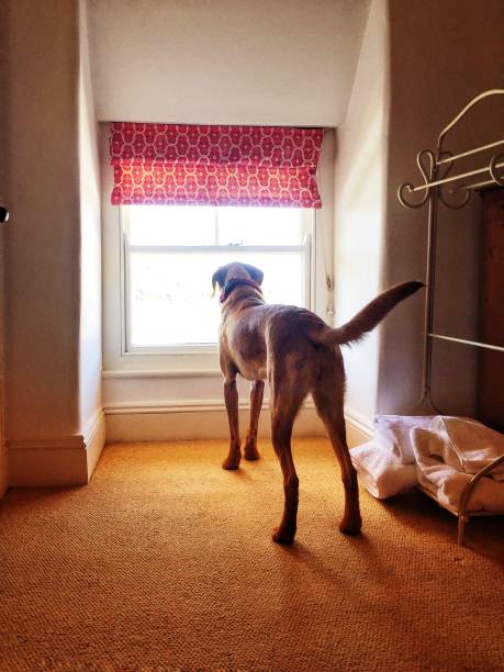 istock Pet dog at home waiting for it’s owner 987325410