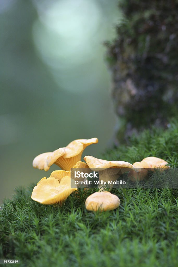 Chanterelles sur moss - Photo de Chanterelle libre de droits