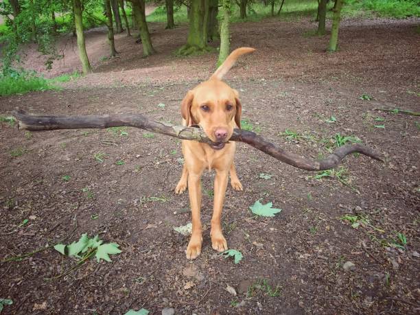 istock Dog carrying a big stick 987330078