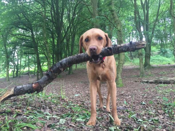 istock Dog carrying a big stick 987332294