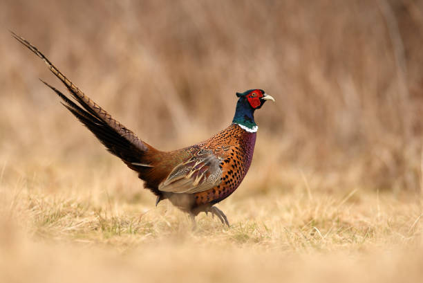 pombo - pheasant hunting fotos - fotografias e filmes do acervo