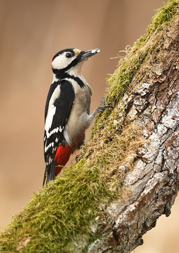 Great Spotted Woodpecker (Dendrocopos major)