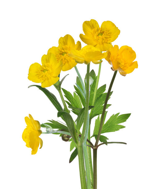 istock wild yellow buttercups bunch on white 987333806