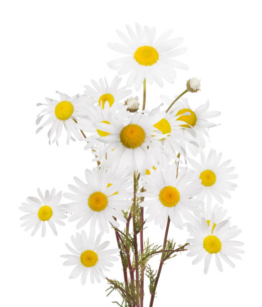 istock isolated lush bunch of fine chamomile flowers 987333816