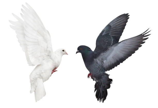 istock dark and light pigeons flying on white 987334012